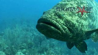 Goliath grouper attack - El mero gigante