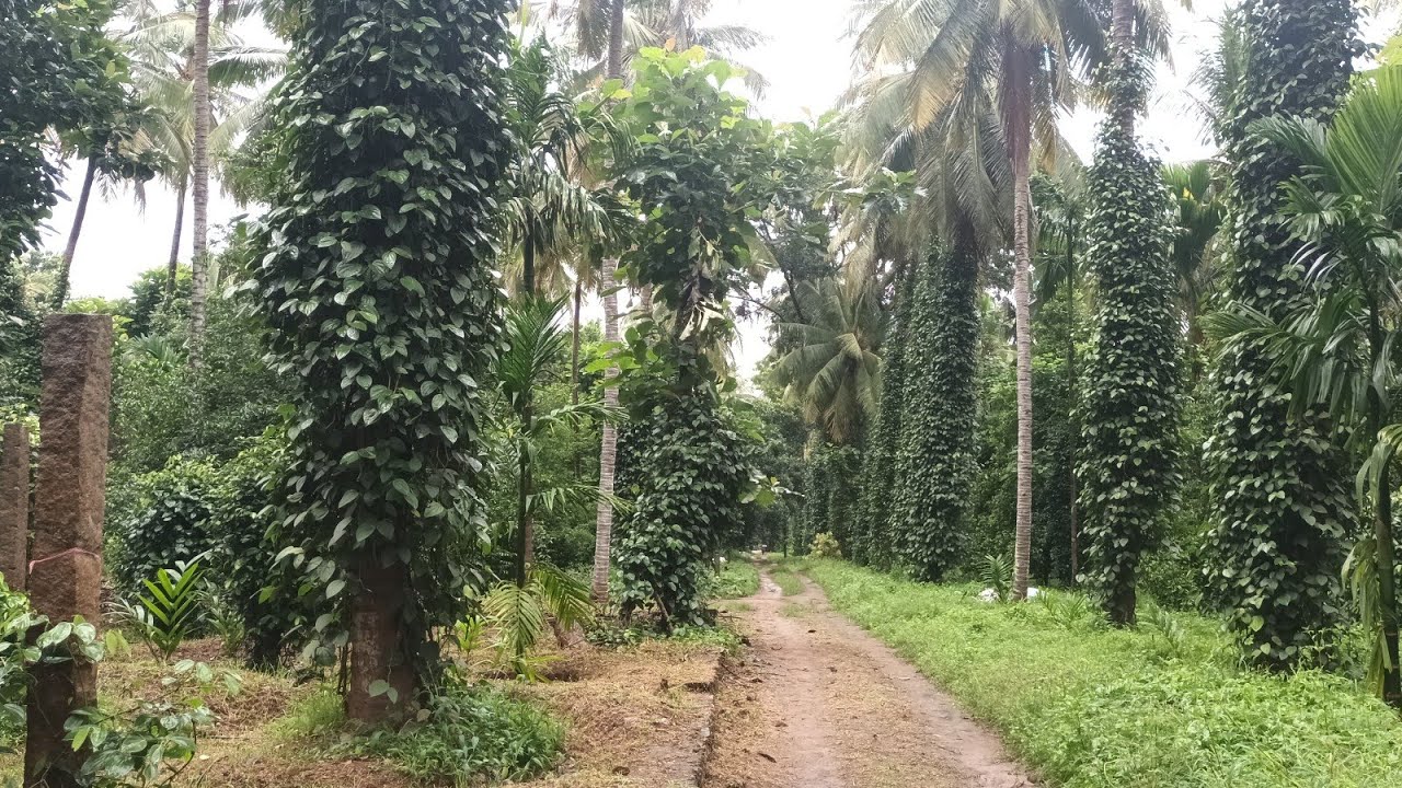 5 ഏക്കർ 10 സെന്റ് തെങ്ങിൻ തോപ്പ് വില്പനക്ക്‌  I cocount land sale I 24 kerala properties I 501