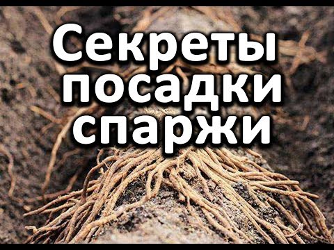 Вопрос: Как посадить спаржу?