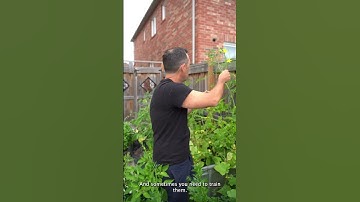 WHY YOU NEED SPACE TO GROW CUCUMBERS 🥒🌿 Frankie Flowers