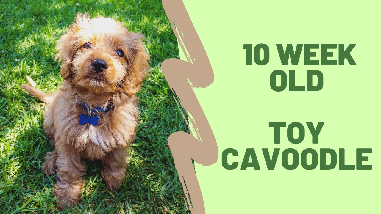 TOY CAVOODLE PUPPY 10 Weeks Old
