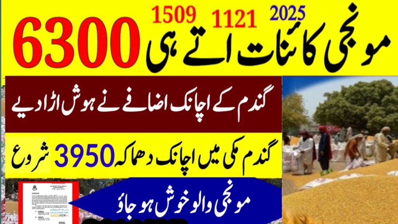 Wheat price today in punjab | Makki price in punjab today | munji till ...