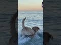 Watch richie swim labrador labrador adventures beautifuldog dog gooddog dogritchi