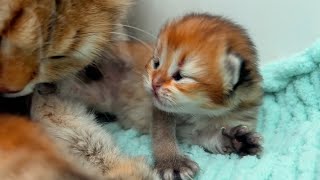 Incredibly cute! The kittens are slowly waking up and opening their eyes