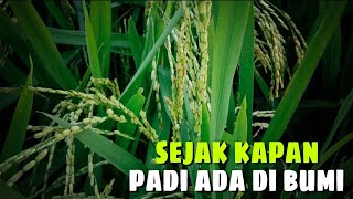 Sejarah Padi_Asal mula padi pertama kali tumbuh di dunia