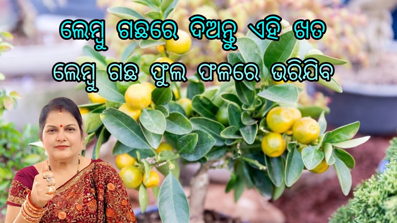 ଲେମ୍ବୁ ଗଛରେ ଦିଅନ୍ତୁ ଏହି ଖତ /ଲେମ୍ବୁ ଗଛ ଫୁଲ ଫଳରେ ଭରିଯିବ /Lemon plant 