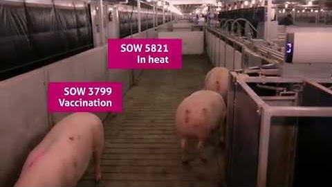 4 Electronic Sow Feeding  EN