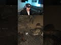 I got gifted a Bobcat | #snipergang37 on #Twitch