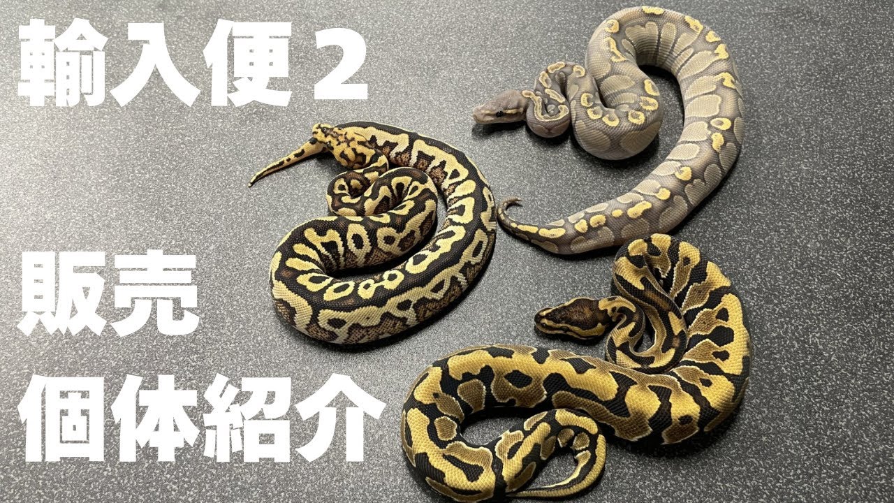 輸入便２ 販売個体紹介