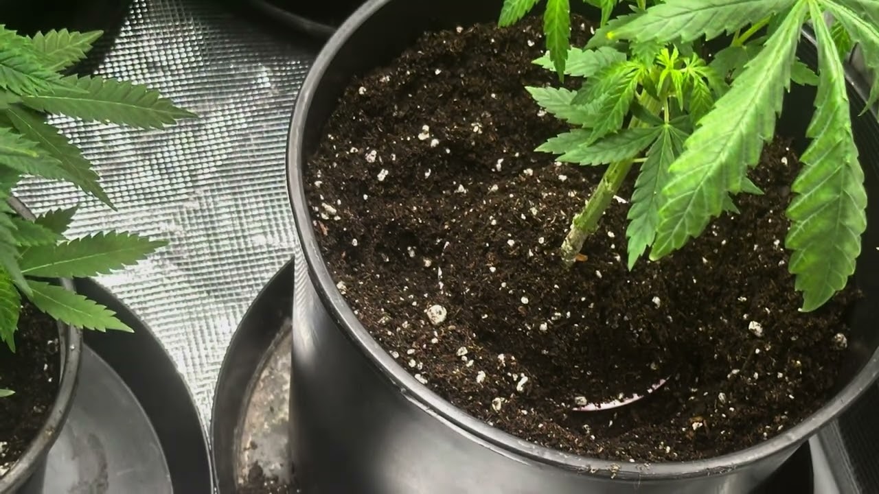 Transplanting Forbidden Fruits into 2 Gallons Plastic Pot: Using Great Shark : Cannabis Education