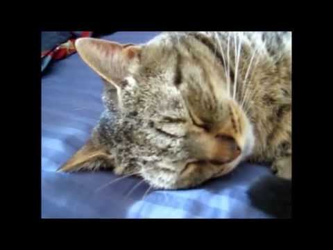 cat animal hospital near me Sleeping cat