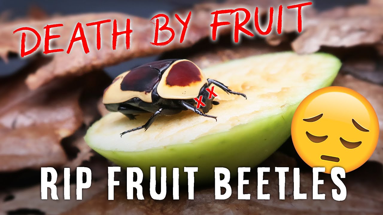 Sad Update About African Fruit Beetles / Sun Beetles...