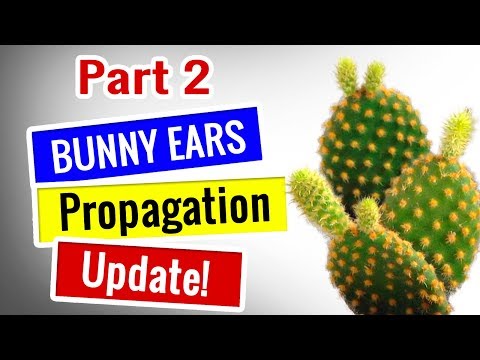 Video: Bunny Ears Cactus Thông tin: Mẹo chăm sóc và phát triển xương rồng Bunny Ears