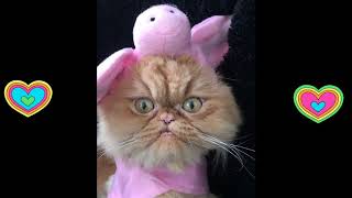CAT COMPILATION - Funny Cats In Costumes by Cats are Jerks 3,473 views 4 years ago 10 minutes, 31 seconds