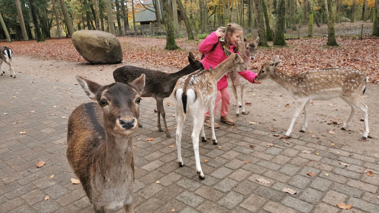 Wildpark Schwarze Berge Tiere mit Anastasija #wildpark #wildtiere #schwarzwild