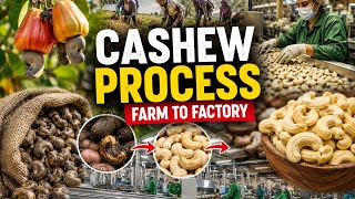 How Cashews Are Made | Farm to Factory Cashew Processing Process