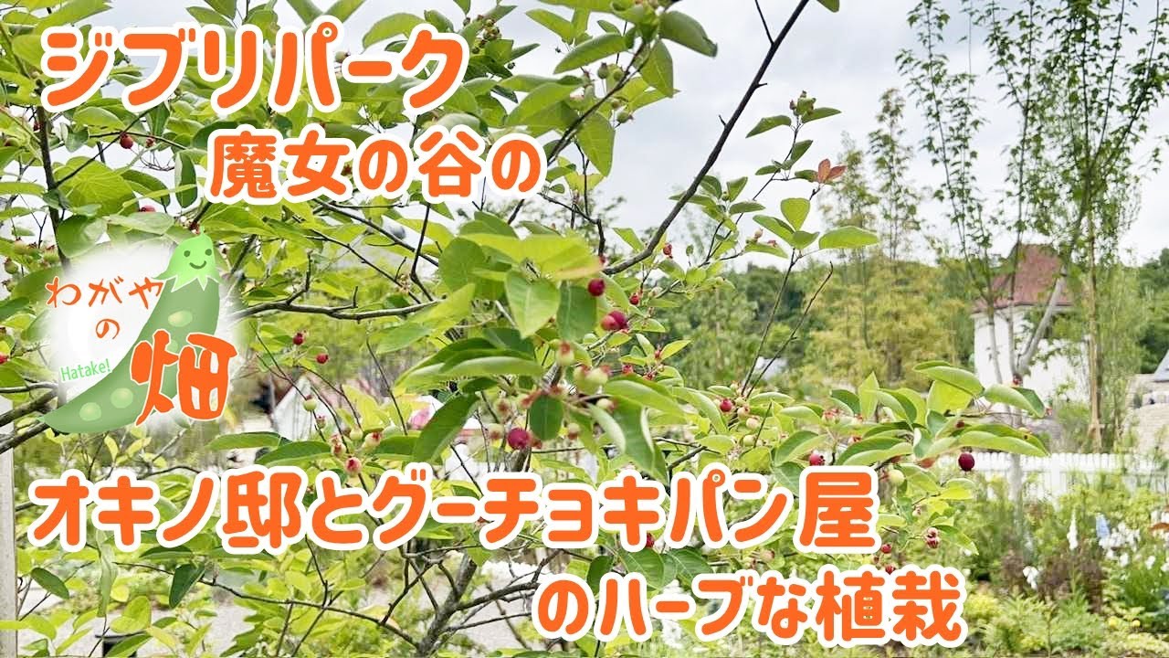 ジブリパーク・魔女の谷のオキノ邸とグーチョキパン屋のハーブな植栽