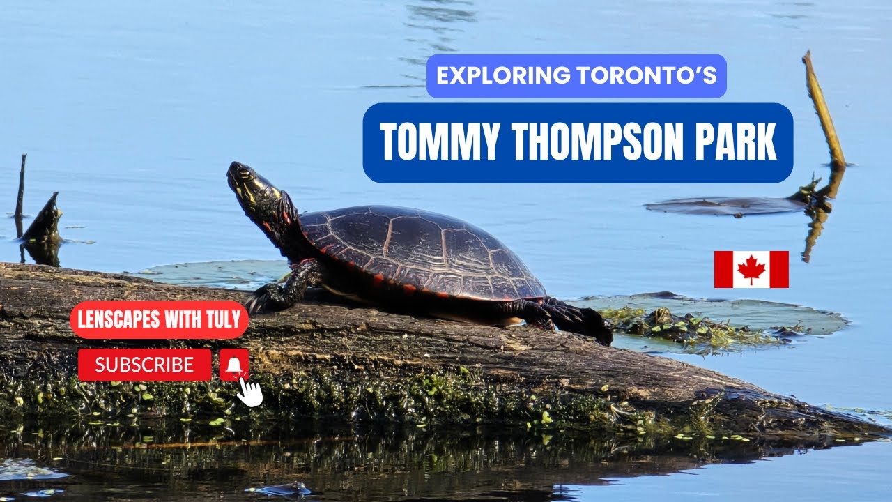 Nature Walk at Tommy Thompson Park Toronto | HD 4K - YouTube