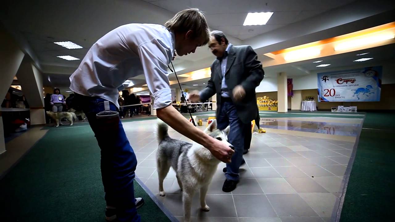 Клубы для собак Клубы для собак