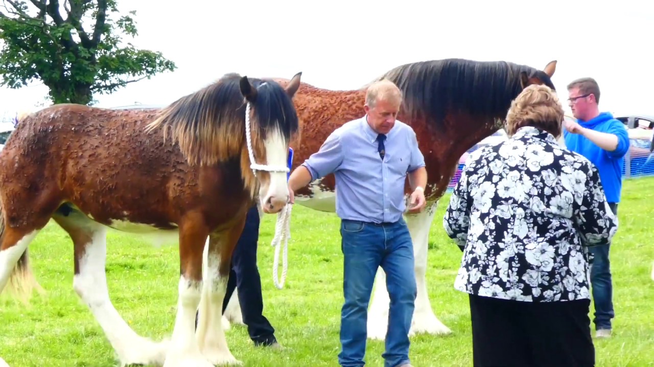 Heavy Horse Show. Kittochside, East Kilbride, Scotland. July 2019 YouTube