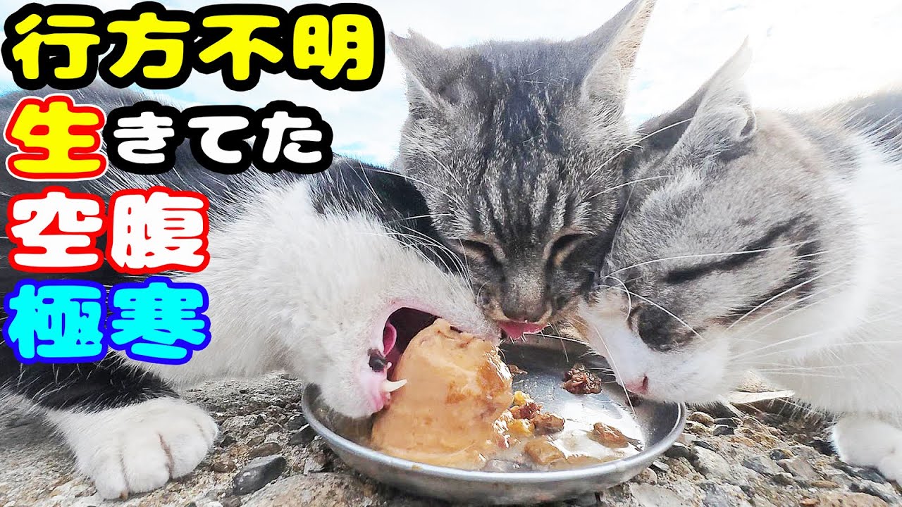 行方不明だったチャトランのママの三毛猫 生きてた 極寒で空腹な猫たちがすごい勢いでご飯を食べる さくらねこへのエサやり【視聴だけでも猫を助けることになります】視聴者様 支援者様 猫達に神のご加護を！
