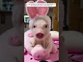 A Girl Adopted A Poor Little Pig That Lost Its Mother 
