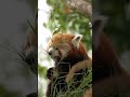 Red panda perfection… 😍🥺 #redpanda #cuteanimals #wildlife #shorts