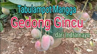 Reporting Tabulampot Mangga Gedong Gincu mangga unggulan dari Indramayu.