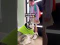 He doesn't want her to go to school 🏫🐕🦺 #shorts #cutedog #shortvideo