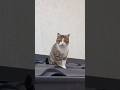 Timid cat 🐈 backs away on the roof / Пугливый котик 🐱 пятится на крыше #kitten #cat #catvideos