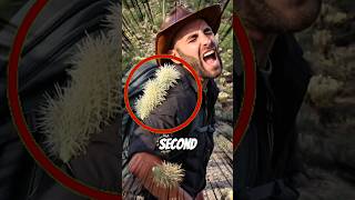 Famous Never Pull Cactus Spines Like This (Do This Instead) 🤫 Net Worth