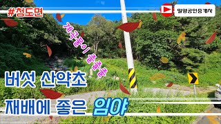230823. 청도면 버섯 산약초 재배하기 좋은 임야 #밀양임야매매 #밀양부동산 #밀양토지매매 #밀양전원주택매매 #밀양촌집매매 #청도전원주택매매 #밀양촌집 #밀양전원주택