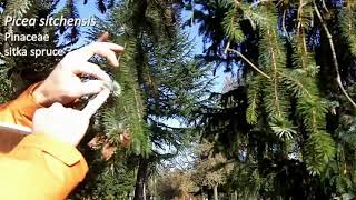 Sitka spruce (Picea sitchensis) - Plant Identification