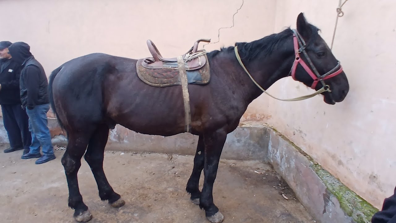 ULOQCHI OTLAR NARXI KESKIN TUSHTI SABABI NAMADA😱😱😱|01.02.2026