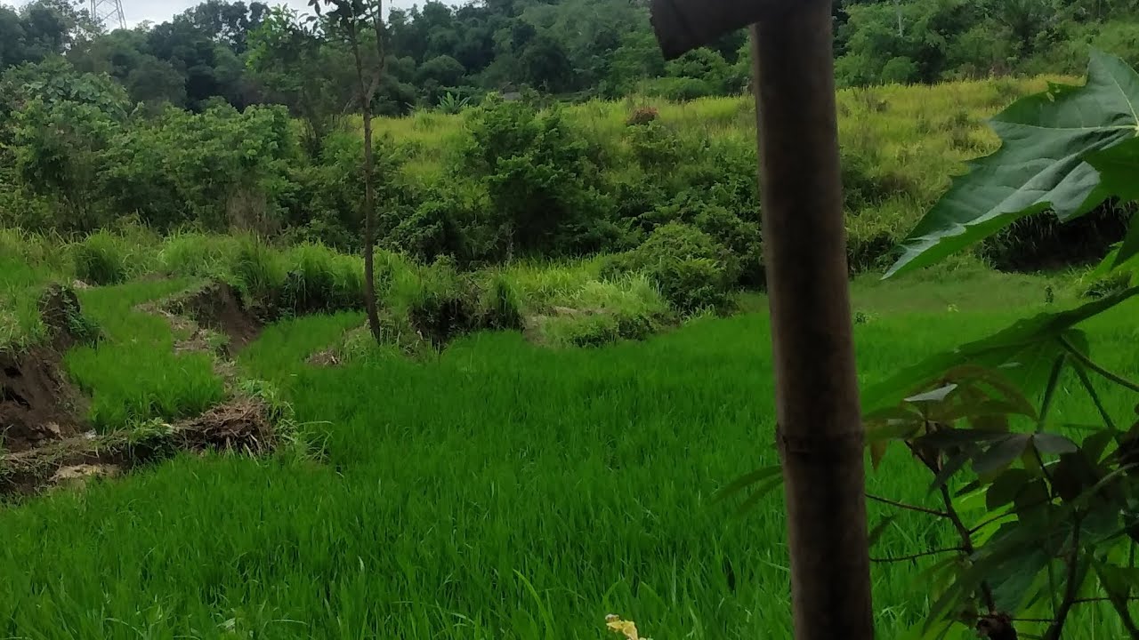 DJ_STECU_STECU_SETELAN_CUEK_BARU_MALU_SLOW_VIRAL_TIKTOK_FULL_SONG_@gilangnew67 