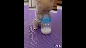 Cute Cat Drinking Milk Shorts Petlover Funny 