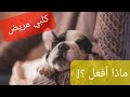 كلبي مريض ماذا أفعل 