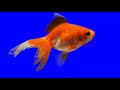 Green Screen Animal for Nature Film Assembly. GoldFish 2