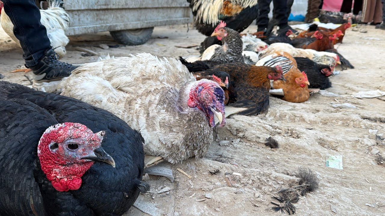 1 марта 2026 г. ТУРТКУЛЬ ТОВУК БОЗОРИ 