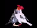 Ref:8i8-jGrDRe4 Des pigeons qui danse
