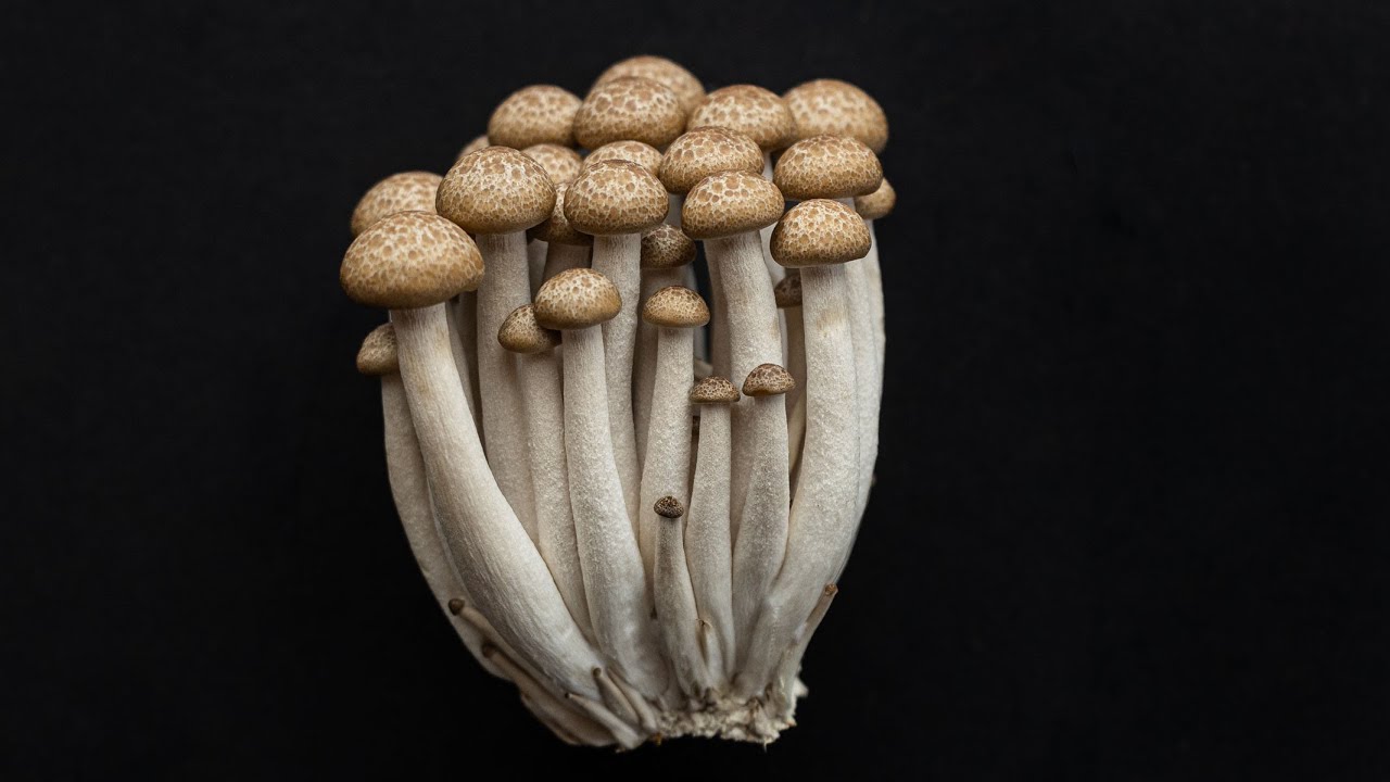 Готовим с буковыми грибами и рулетиками из грибов шимеджи