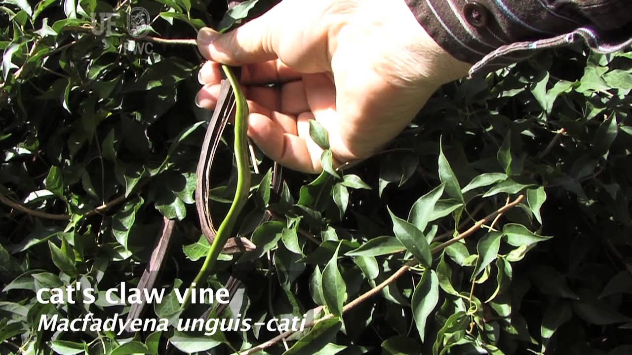 How to identify Cat s  claw  vine  Macfadyena unguis cati 