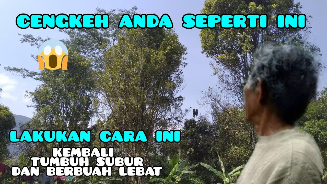 cara mengatasi cengkeh tua agar kembali tumbuh subur dan berbuah kembali (organik clove)