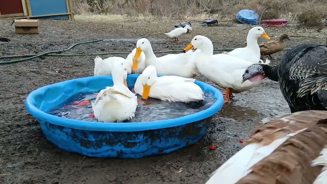 We let our Ducks make Christmas Punch 