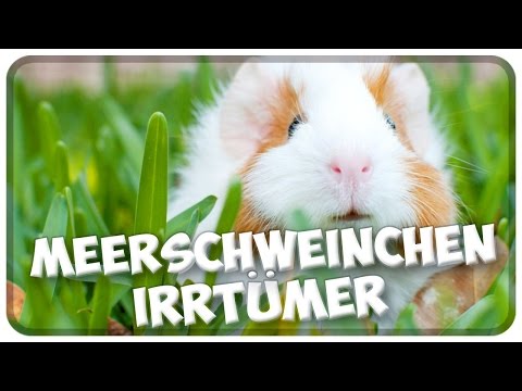 Video: Sind Meerschweinchen robuster als Kaninchen?