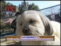 ペットの命を考えてみよう！【やらっせ戦隊マグトーチ:ダイジェスト】