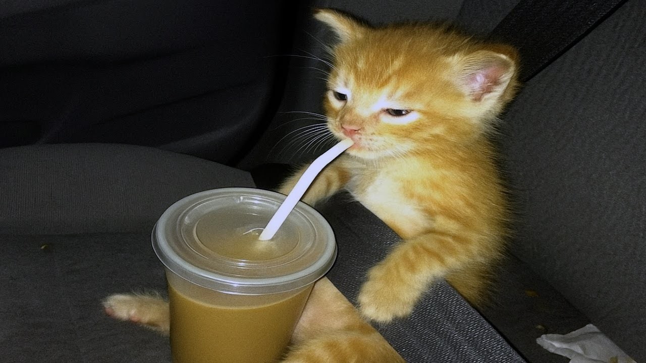 Забавные животные 😂 Самые смешные видео с кошками и собаками 2026 🤣🤪 Часть 10