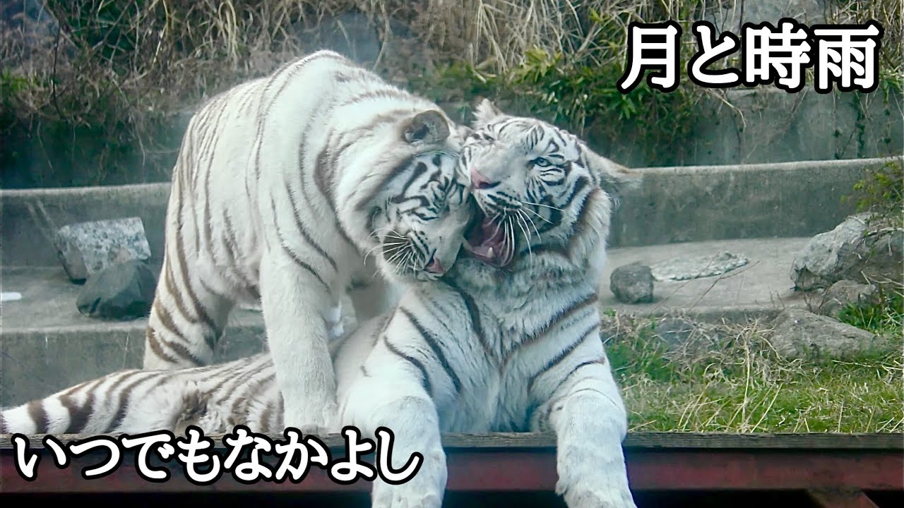 ホワイトタイガー姉弟 ツキちゃんとシグレくん【伊豆アニマル