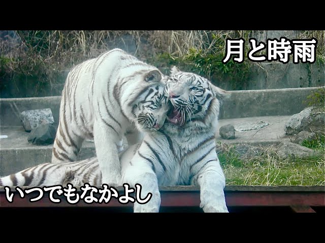 ★フランクリンミント 「WHITE MAJESTY」 ホワイトタイガー 台座付★ img_0c94ba7a8234301a6fa6fd5ea6