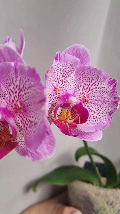 Phal. I-Hsin Pixie Reds 225 #орхидеябабочка #зимнийсад Азиатская ...